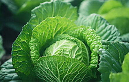 植物学与许多科学密切相关，医学和有机化学常取材於植物